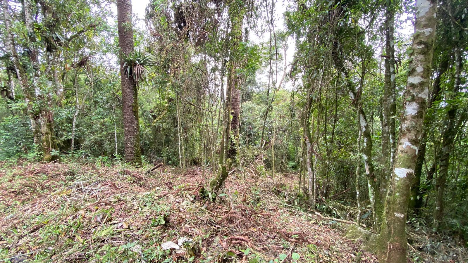 Terreno Venda Vila Natal